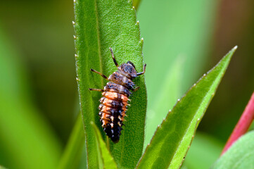 Naklejka premium Larve des Asiatischen Marienkäfer, Harlekin-Marienkäfer // Larva of the Asian ladybeetle (Harmonia axyridis)