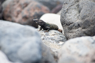 Reptil auf einem Stein, Eidechse