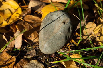 Grass on the background of a stone in the forest