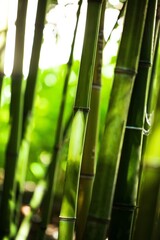 Japanese Asian bamboo forest green dream photograph
