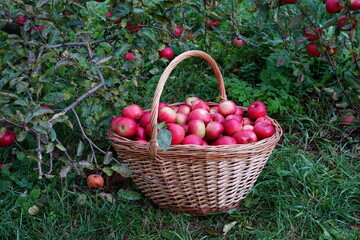  harvest of red apples in a basket