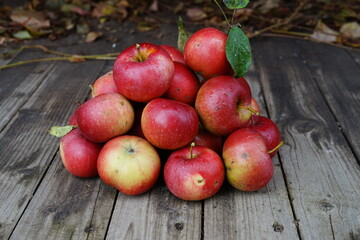  harvest of red apples in a basket