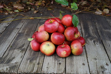  harvest of red apples in a basket