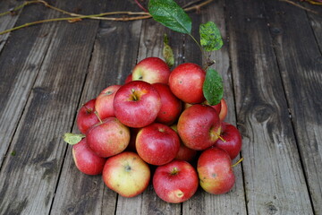  harvest of red apples in a basket
