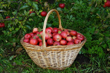  harvest of red apples in a basket