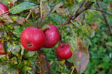  harvest of red apples in a basket