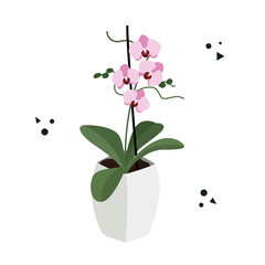 Orchid in a flowerpot isolated on a white background. Postcard with a flower in a pots. Flat vector illustration
