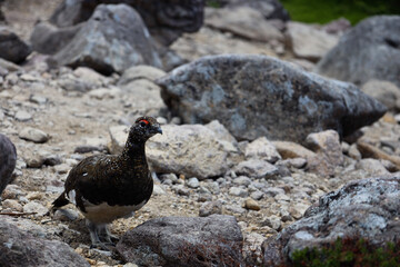 pheasant on the beach
