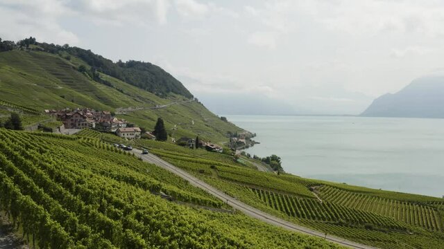Aerial flying slowly towards Lake Geneva above Vineyards, Switzerland