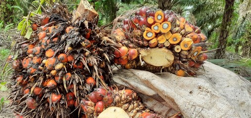 Palm oil in Kalimantan, Indonesia, which borders Malaysia