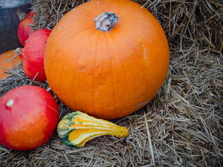 Multi colored pumpkins on a straw. Halloween