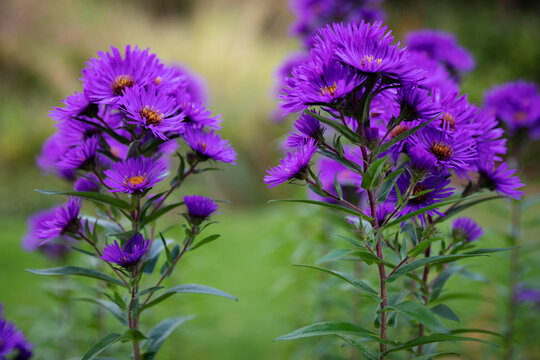 Stokes Asters isolated against a blurred out background