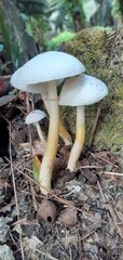 
white mushroom growing on the plantation
