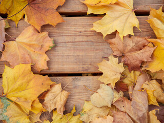 Naklejka na ściany i meble autumn background with colored leaves on a wooden board