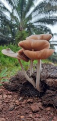 Mushrooms that live on dead trees in borneo