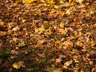 In autumn. Colorful maple leaves are lying on the grass