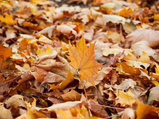 In autumn. Colorful maple leaves are lying on the grass