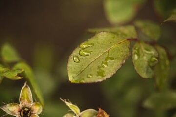 Green leaves with water droplets on them