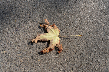 Autumn leaf on asphalt