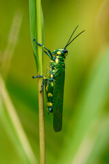 Closeup of a Green and yellow grasshopper or chromacris psittacus, a lubber grasshoppers in the family romaleidae, Guna Yala region, Panama.
