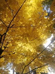 yellow leaves