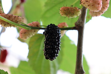 Amora, fruto da amoreira