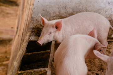 Pigs adolescents on in a pig farm.