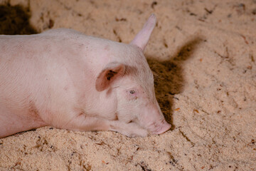 Pigs adolescents on in a pig farm.