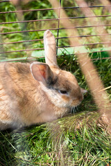 Fototapeta premium Rabbit in a cage outdoors on a farm on a sunny day.