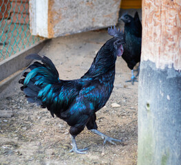 A beautiful black rooster on a free-range farm.