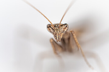 Golden/ bronze Praying mantis 