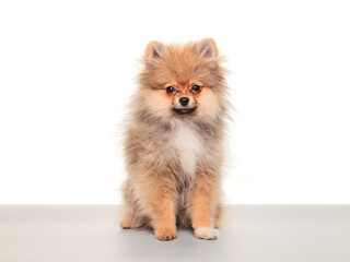 Obraz premium Pomeranian spitz. Little red dog sitting on gray table
