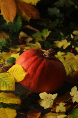 Naklejka na ściany i meble A pumpkin and bright autumn leaves still life