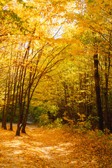 Obraz premium Fall in the forest. Forest autumn in sunny autumn weather, autumn landscape, autumn trees.