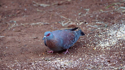 Speckled pigeon (Columba guinea) eating bird seed on the ground in a backyard in Pretoria, South Africa