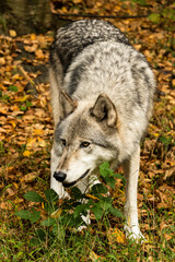 Naklejka na ściany i meble Wolf in Forest