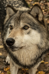 Timber Wolf Close Up