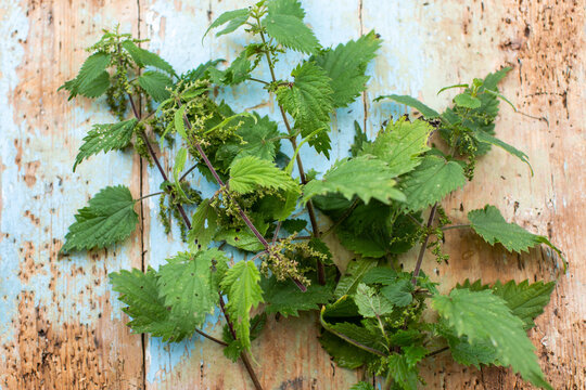 Nettals