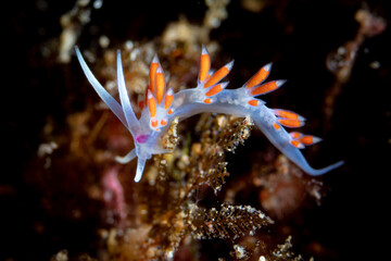 Calmella Calvolini nudibranch in the Mediterranean Sea