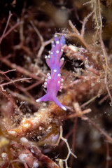 Purple Nudibranch in the Mediterranean Sea