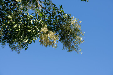 木と青空
