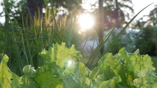 Sun shining through fresh greenery in a farm garden