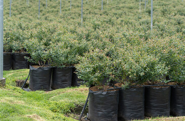 Delicious, fresh and colorful organic blueberries