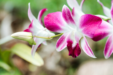 Fototapeta premium Close up of Pink Orchid flower in winter or spring day tropical garden. Floral background. Selective focus. copy space for text.