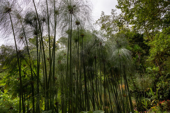 Group of cyperus papyrus plants in the jungle of Costa Rica
