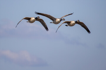 Canada Geese in formation