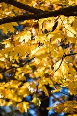 Autumn maple leave on branches