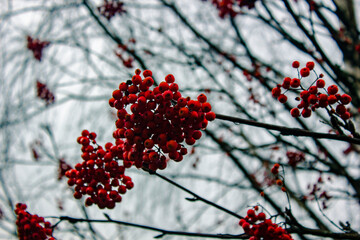 ashberry
