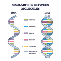 Similarities between RNA and DNA molecules, illustrated outline diagram. Coding, decoding, regulation and expression of genes. Comparison scheme with adenine, thymine, uracil, guanine and cytosine.