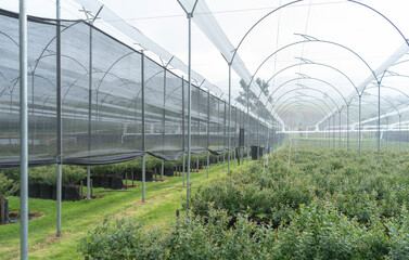 Delicious, fresh and colorful organic blueberries